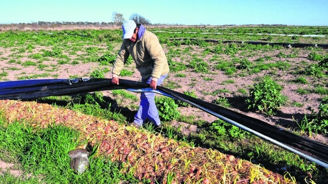 Crónicas de tierra adentro: La crisis de la cebolla pone en riesgo miles de empleos