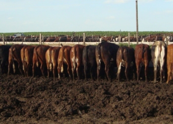 Gran dilema gran: ¿Cómo medimos los gases de los bovinos?