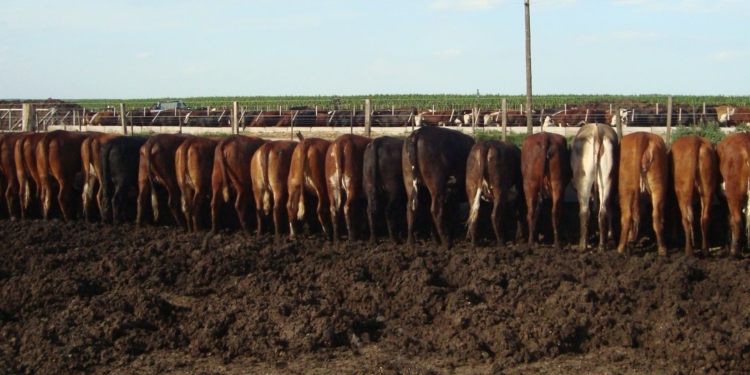Gran dilema gran: ¿Cómo medimos los gases de los bovinos?