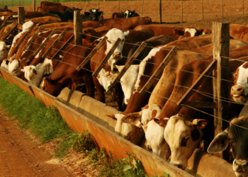 Cuota 481: Los feed lots también se suben a la ola exportadora