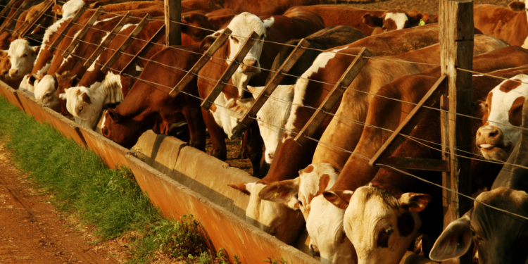 Cuota 481: Los feed lots también se suben a la ola exportadora