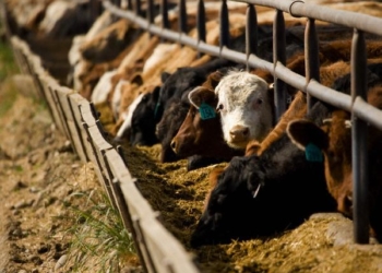 Cuota 481: Los feed lots también se suben a la ola exportadora