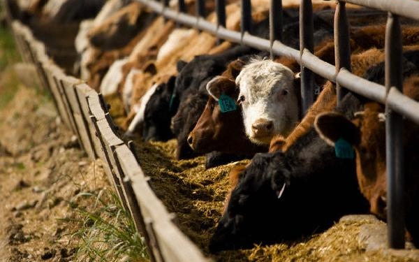 Cuota 481: Los feed lots también se suben a la ola exportadora