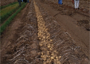 ¿De dónde salen las Lay’s? Pepsico muestra su perfil agroindustrial