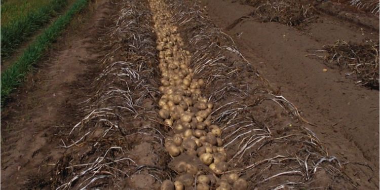 ¿De dónde salen las Lay’s? Pepsico muestra su perfil agroindustrial