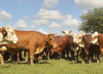 Con consumo y exportaciones en alza, la ganadería entró en un círculo virtuoso