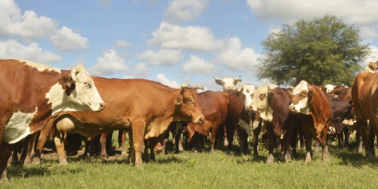 Con consumo y exportaciones en alza, la ganadería entró en un círculo virtuoso