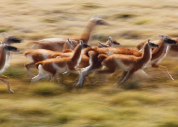 Operativo Guanaco: no se trata de vender carne sino de salvar el suelo