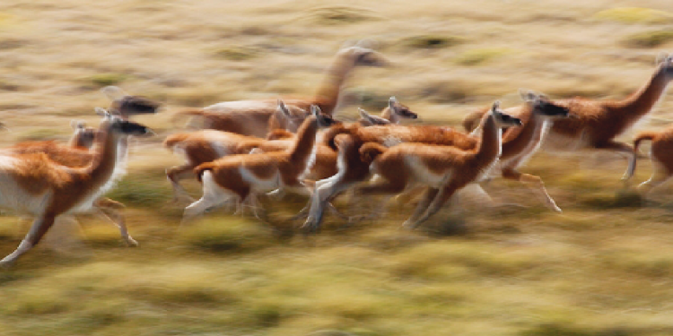 Operativo Guanaco: no se trata de vender carne sino de salvar el suelo