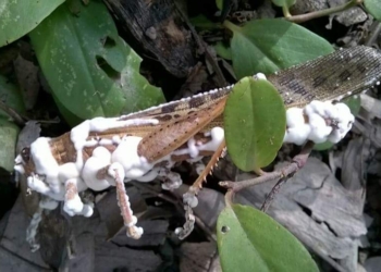 SOS Langosta: el Senasa deposita en el productor la responsabilidad de la lucha