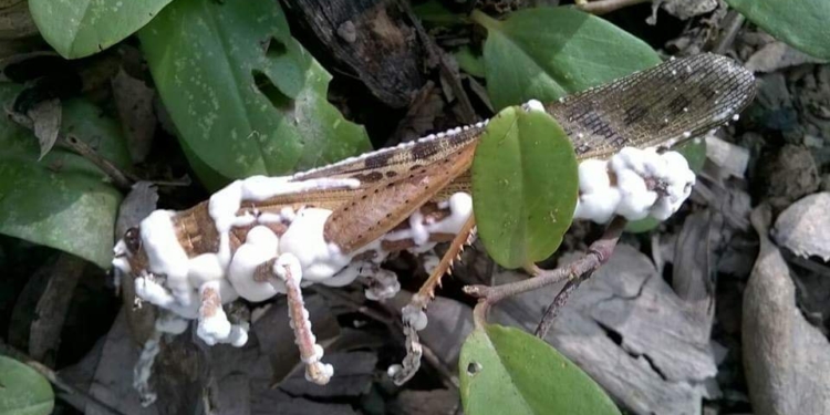 SOS Langosta: el Senasa deposita en el productor la responsabilidad de la lucha