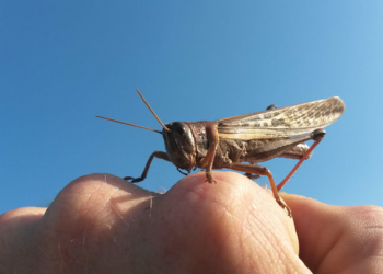 Cecilia Catenaccio: “Hubo daños a cultivos, pero los mayores focos de langosta están en los montes naturales”
