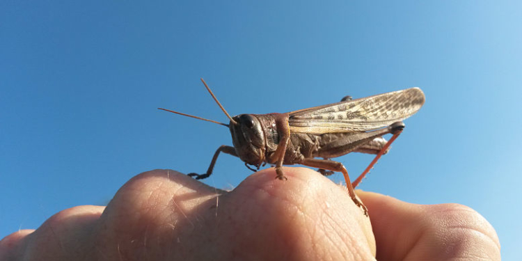 Cecilia Catenaccio: “Hubo daños a cultivos, pero los mayores focos de langosta están en los montes naturales”