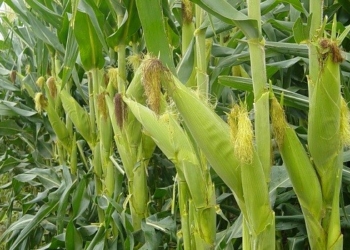 Se viene un maíz transgénico que incorpora nutrientes de la carne