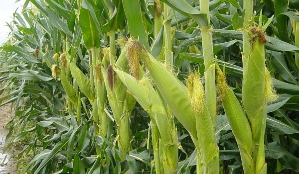Se viene un maíz transgénico que incorpora nutrientes de la carne