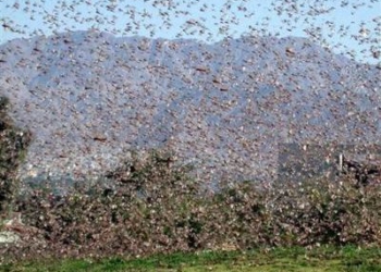 Flavio Repetti: “Yo estuve en medio de una manga y es tremendo lo que se vive”