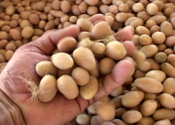 Una colza, una alfalfa y una papa pasan a ser semillas “de uso público”