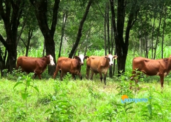 Un kit para desarrollar una ganadería que no haga pelota el bosque