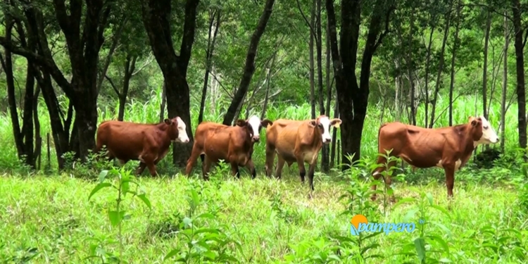 Un kit para desarrollar una ganadería que no haga pelota el bosque