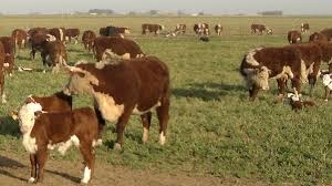 El mal clima complica producción de terneros e impulsa los precios