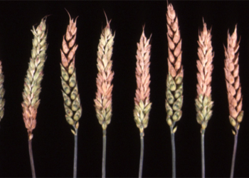 Trigo bajo agua: por las enfermedades, los rindes podrían caer hasta 40%