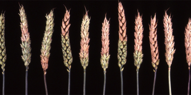 Trigo bajo agua: por las enfermedades, los rindes podrían caer hasta 40%