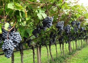 El año que vivimos en peligro: en 2018 podría escasear el vino