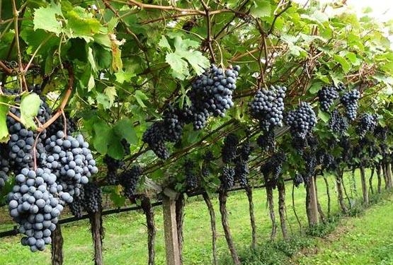 El año que vivimos en peligro: en 2018 podría escasear el vino