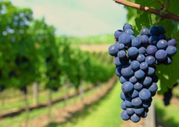 El año que vivimos en peligro: en 2018 podría escasear el vino