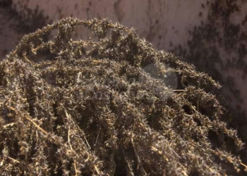 Tucumán: Reclaman a Senasa que ponga más empeño para frenar la langosta