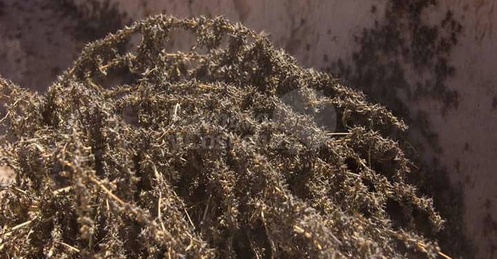 Tucumán: Reclaman a Senasa que ponga más empeño para frenar la langosta