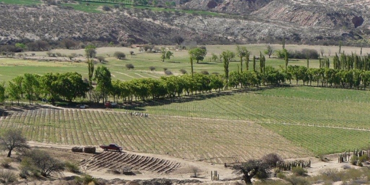 Un ingeniero entre vinos: “Aprendí que podés sufrir porque una planta se te muere”