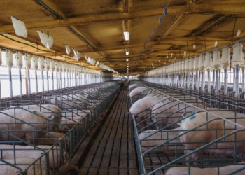 Como en bovinos, Las Lilas quiere ser “cabaña de cabañas” en cerdos