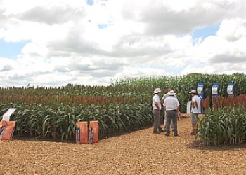 Tomás Sundblad: “Lanzamos por primera vez una semilla de sorgo con tolerancia a herbicidas”
