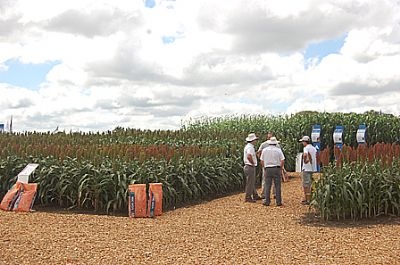 Tomás Sundblad: “Lanzamos por primera vez una semilla de sorgo con tolerancia a herbicidas”