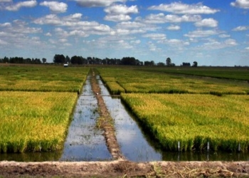Los números del arroz dejan fuera de carrera a los productores más chicos