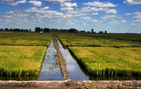 Los números del arroz dejan fuera de carrera a los productores más chicos