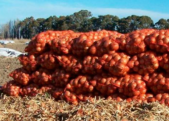 Oscar Ilgner: “Llevamos dos años produciendo cebollas a pérdida”