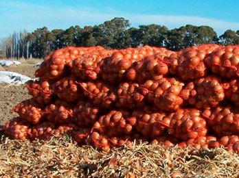 Oscar Ilgner: “Llevamos dos años produciendo cebollas a pérdida”