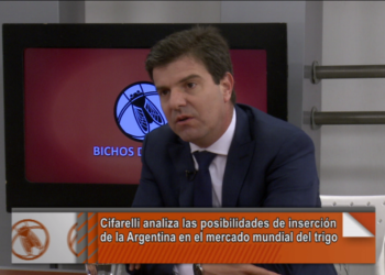 Diego Cifarelli: “Estamos tratando de desafiar el mito de las 20 millones de toneladas de trigo”