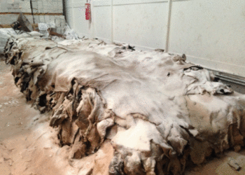 Los frigoríficos no saben qué hacer con los cueros: valen poco, nadie los compra y se les pudren