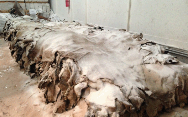 Los frigoríficos no saben qué hacer con los cueros: valen poco, nadie los compra y se les pudren