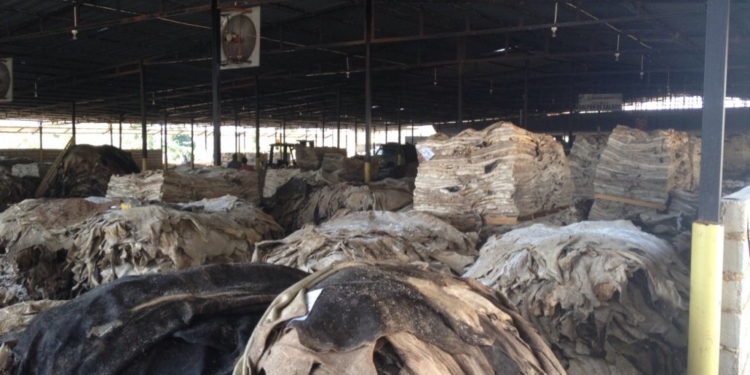 Los frigoríficos no saben qué hacer con los cueros: valen poco, nadie los compra y se les pudren