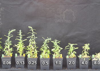 El Dicamba quedó a un paso de ser prohibido en Arkansas