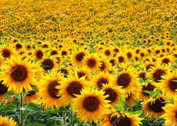 Pepsico y el BID salen al rescate del girasol alto oleico
