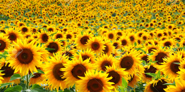 Pepsico y el BID salen al rescate del girasol alto oleico