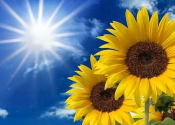 Una pregunta boba: ¿Por qué existen tantas diferencias de precios para el girasol?