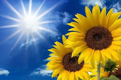 Una pregunta boba: ¿Por qué existen tantas diferencias de precios para el girasol?