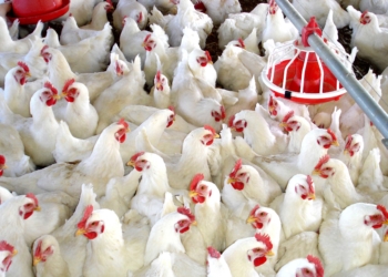 Los pollos vuelven a volar: la producción crece 6% en octubre.