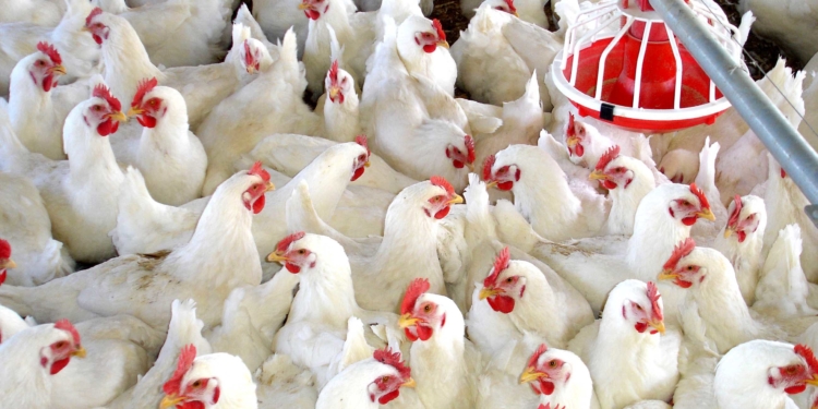 Los pollos vuelven a volar: la producción crece 6% en octubre.